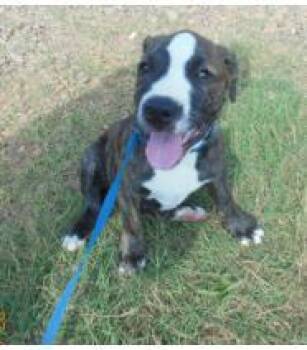 Roscoe -  Mixed Breed Dog for Adoption in West Chester, Pennsylvania - Roscoe | PetCurious