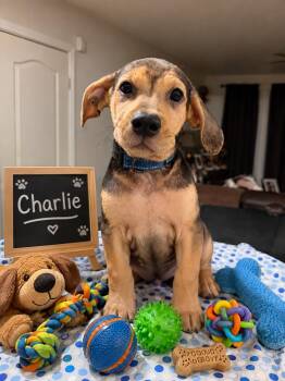 Charlie -  Beagle Dog for Adoption in San Tan Valley, Arizona - Charlie | PetCurious