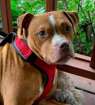 Albert (4 Years Old) -  Pit Bull Terrier Dog for Adoption in Albany, New York - Albert (4 Years Old) | PetCurious