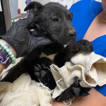 Turmeric -  Shepherd and Mixed Breed Dog for Adoption in Great Falls, Montana - Turmeric | PetCurious