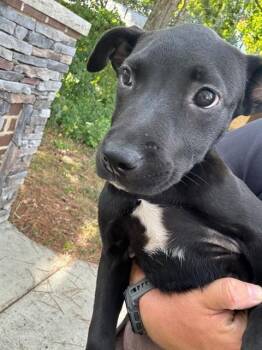 HEIDI -  Labrador Retriever Dog for Adoption - HEIDI | PetCurious