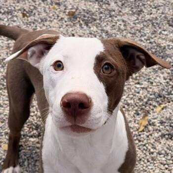 Rescue Pit Bull Terrier Dogs for Adoption in Jefferson, Wisconsin - French Braid | PetCurious