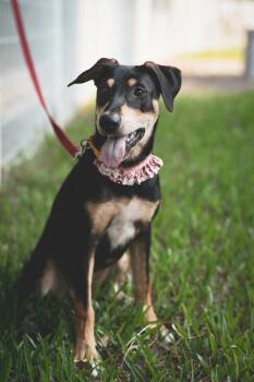 Rescue Labrador Retriever and Miniature Pinscher Dogs for Adoption in San Mateo, California - Rose | PetCurious