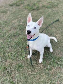 Rescue Mixed Breed Dogs for Adoption in Dallas, Texas - Mondonga | PetCurious