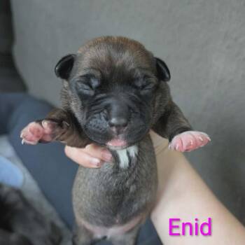 Enid -  Mixed Breed Dog for Adoption in Melbourne, Kentucky - Enid | PetCurious
