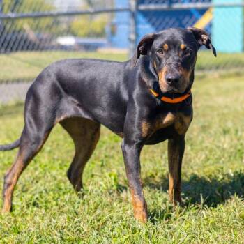 Jazzy -  Doberman Pinscher Dog for Adoption - Jazzy | PetCurious