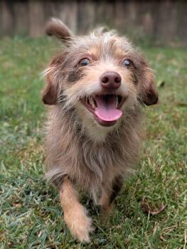 Topaz -  Wirehaired Dachshund and Chihuahua Dog for Adoption in Baton Rouge, Louisiana - Topaz | PetCurious