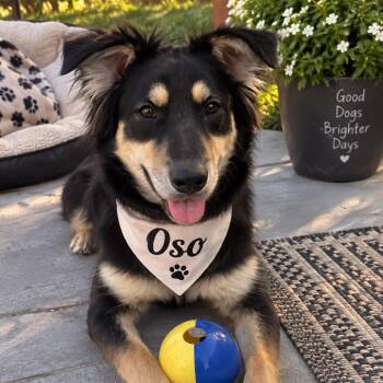 Oso -  Australian Shepherd and Mixed Breed Dog for Adoption in Sacramento, California - Oso | PetCurious