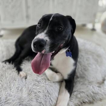 Rescue Hound and Mixed Breed Dogs for Adoption in Freeport, Florida - Fraser | PetCurious
