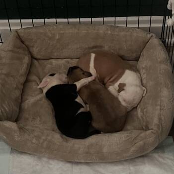 Valor -  Pit Bull Terrier Dog for Adoption in East St. Louis, Illinois - Valor | PetCurious