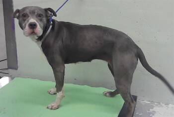 LALA -  Staffordshire Bull Terrier and Mixed Breed Dog for Adoption in Houston, Texas - LALA | PetCurious