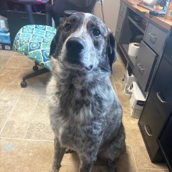 Rocky -  Australian Cattle Dog Blue Heeler and Great Pyrenees Dog for Adoption in Tipton, Iowa - Rocky | PetCurious