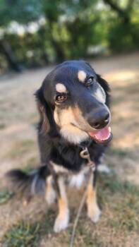 Rescue Norwegian Elkhound and Great Pyrenees Dogs for Adoption in Columbus, Ohio - Nella(FNA Helena) | PetCurious