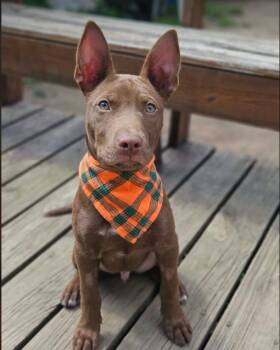 Cowboy (5 months old) -  Pit Bull Terrier Dog for Adoption in Albany, New York - Cowboy (5 Months Old) | PetCurious