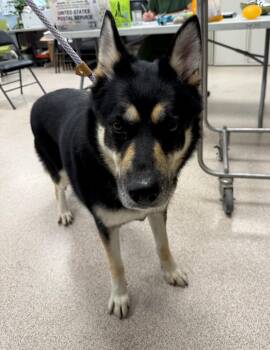 Luna -  German Shepherd Dog Dog for Adoption in Teterboro, New Jersey - Luna | PetCurious