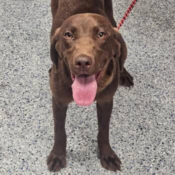 Chessie -  Chocolate Labrador Retriever and Mixed Breed Dog for Adoption in Greenville, South Carolina - Chessie | PetCurious