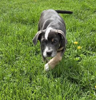 Pit Bull Terrier Dogs Available for Adoption in Lacon, Illinois - Chrissy (in Foster) | PetCurious