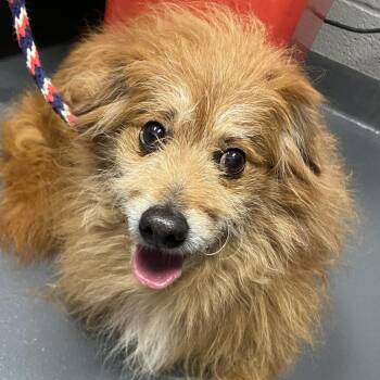 Alf -  Mixed Breed Dog for Adoption in Allentown, Pennsylvania - Alf | PetCurious