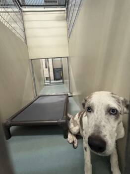 Rescue Catahoula Leopard Dog and Mixed Breed Dogs for Adoption in New Orleans, Louisiana - Hero | PetCurious