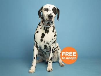 COLT -  Dalmatian Dog for Adoption in Phoenix, Arizona - COLT | PetCurious