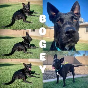 Bogey -  Dutch Shepherd and Australian Kelpie Dog for Adoption in Phoenix, Arizona - Bogey | PetCurious