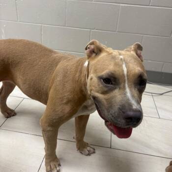 Zoey -  English Bulldog Dog for Adoption in Lufkin, Texas - Zoey | PetCurious