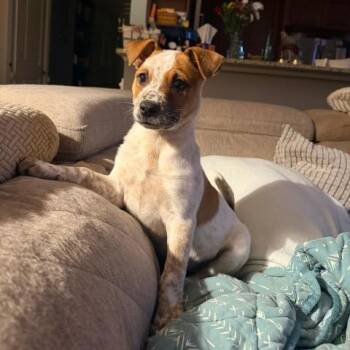 Australian Cattle Dog Blue Heeler Dogs Available for Adoption in Manhasset, New York - Spud | PetCurious
