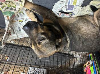 Rescue Mixed Breed Dogs for Adoption in Bruce, Mississippi - Lana | PetCurious