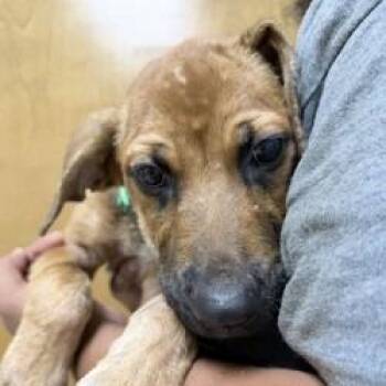 Old Dan-4480 -  Terrier and Mixed Breed Dog for Adoption in Tyler, Texas - Old Dan-4480 | PetCurious