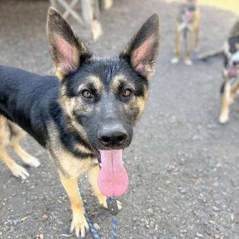 Basil -  German Shepherd Dog Dog for Adoption in Oakland, California - Basil | PetCurious