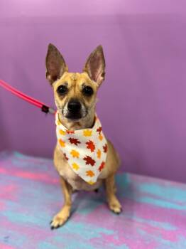 Rescue Feist and Chihuahua Dogs for Adoption in Holly Springs, Georgia - Hanna | PetCurious