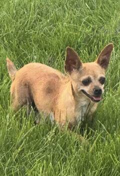 Tina -  Chihuahua Dog for Adoption in Omaha, Nebraska - Tina | PetCurious