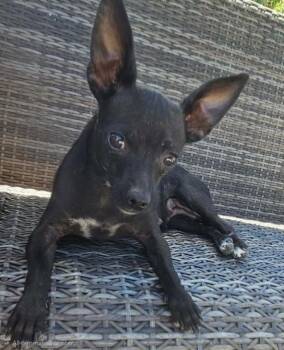 Dora -  Chihuahua Dog for Adoption in Galt, California - Dora | PetCurious
