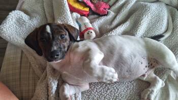 Catahoula Leopard Dog and Hound Dogs Available for Adoption - Snoopy | PetCurious