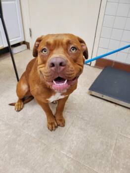 PRINCESS PEACH -  Pit Bull Terrier and Mixed Breed Dog for Adoption in Loveland, Colorado - PRINCESS PEACH | PetCurious