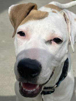 Rescue American Bulldog Dogs for Adoption in Davis, California - Juneau | PetCurious