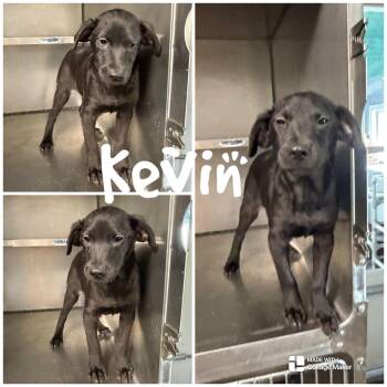 Kevin -  Terrier Dog for Adoption in Saint James, Missouri - Kevin | PetCurious