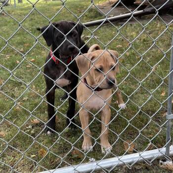 Wendy D70344 -  Labrador Retriever and Hound Dog for Adoption in Minnetonka, Minnesota - Wendy D70344 | PetCurious