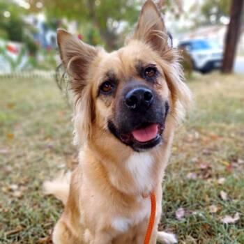 Rescue Chow Chow and Shepherd Dogs for Adoption in Austin, Texas - Chloe JuM | PetCurious