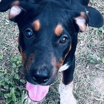 Rescue Mixed Breed and Black And Tan Coonhound Dogs for Adoption in Houston, Texas - Cocoa Bean! Perfect Sidekick! | PetCurious