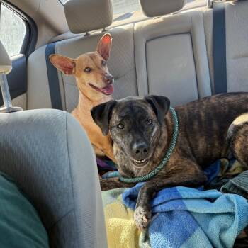 Hunter -  Chihuahua Dog for Adoption in San Diego, California - Hunter | PetCurious