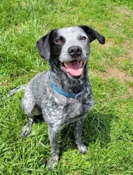 Australian Cattle Dog Blue Heeler and German Shorthaired Pointer Dogs Available for Adoption in Lisbon, Ohio - Ranger | PetCurious