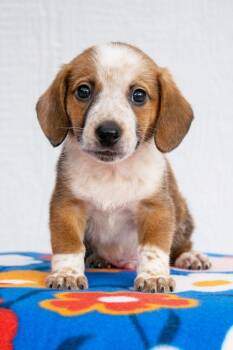 Mario Litter- Bowser -  Dachshund and Mixed Breed Dog for Adoption in Savage, Minnesota - Mario Litter- Bowser | PetCurious