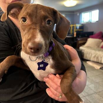 Rescue Mixed Breed Dogs for Adoption in San Francisco, California - Ria | PetCurious