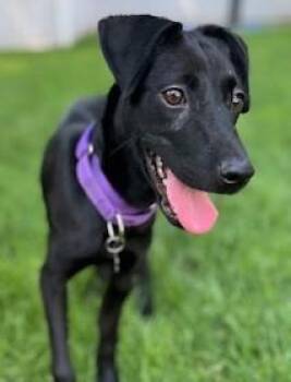 Rescue Black Labrador Retriever Dogs for Adoption in Closter, New Jersey - Sugar Plum | PetCurious