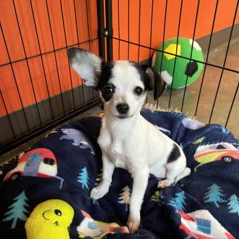 Gnocchi -  Chihuahua Dog for Adoption in Salisbury, North Carolina - Gnocchi | PetCurious