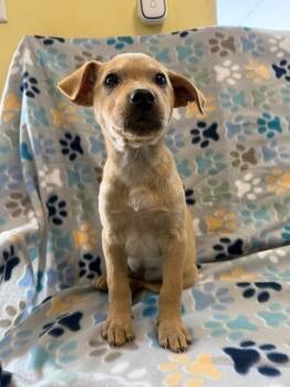 Chihuahua and Dachshund Dogs Available for Adoption - River | PetCurious