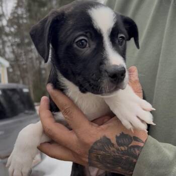 Boston Terrier and Mixed Breed Dogs Available for Adoption - Cirrus | PetCurious