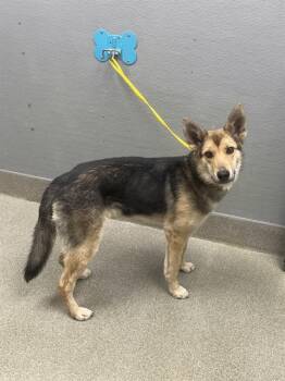 NENA -  German Shepherd Dog and Mixed Breed Dog for Adoption in Las Vegas, Nevada - NENA | PetCurious