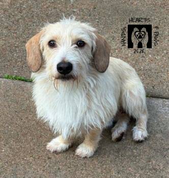 Wirehaired Dachshund and Terrier Dogs Available for Adoption in Omaha, Nebraska - Levi | PetCurious